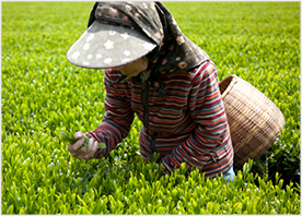 茶積